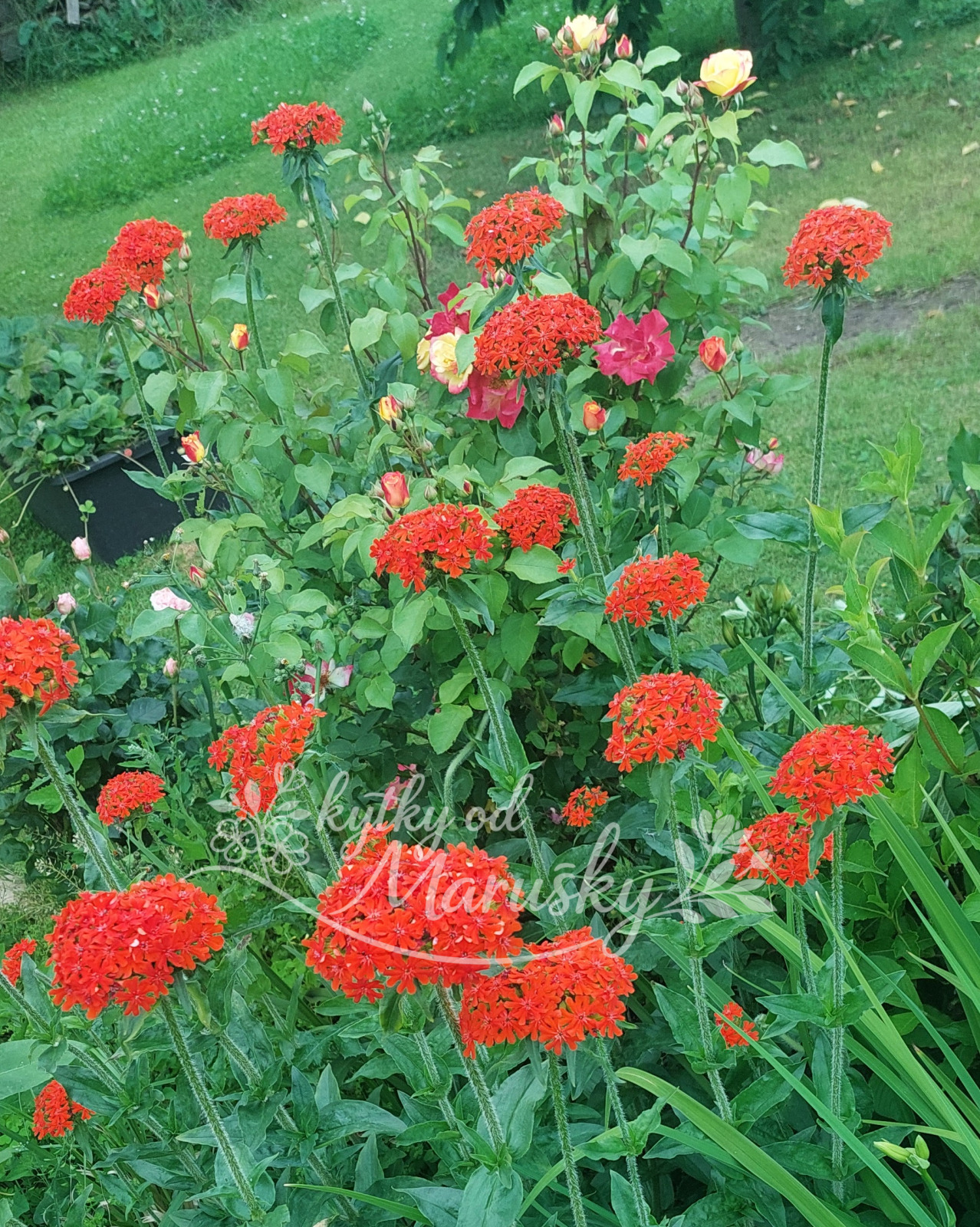 Kohoutek Chalcedonský