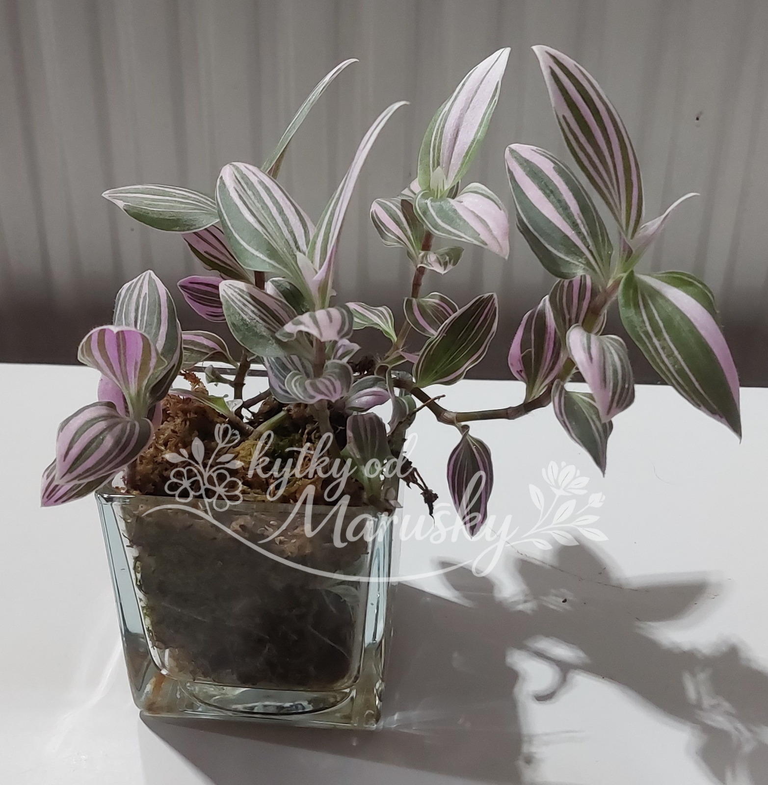 Tradescantia