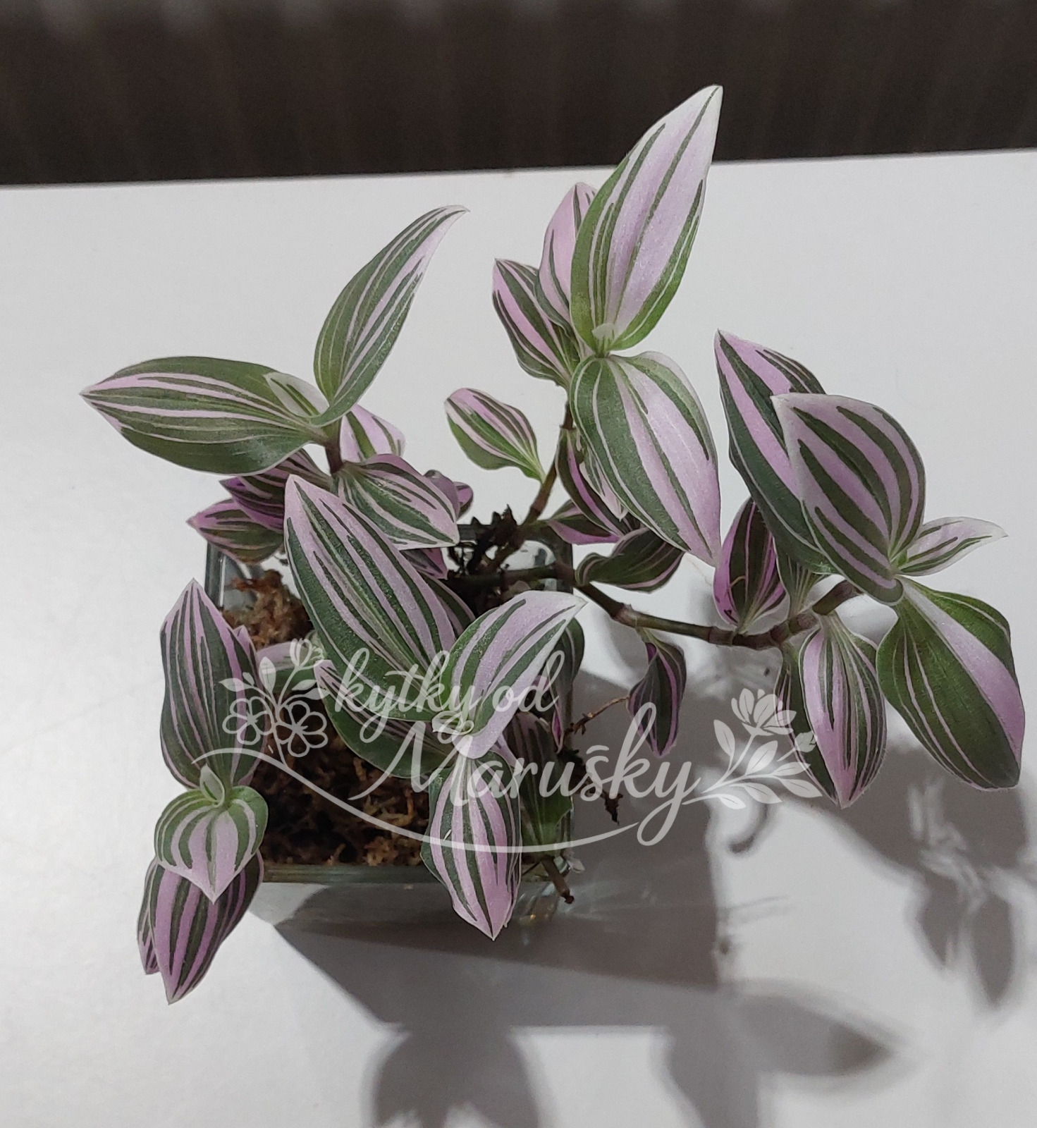 Tradescantia