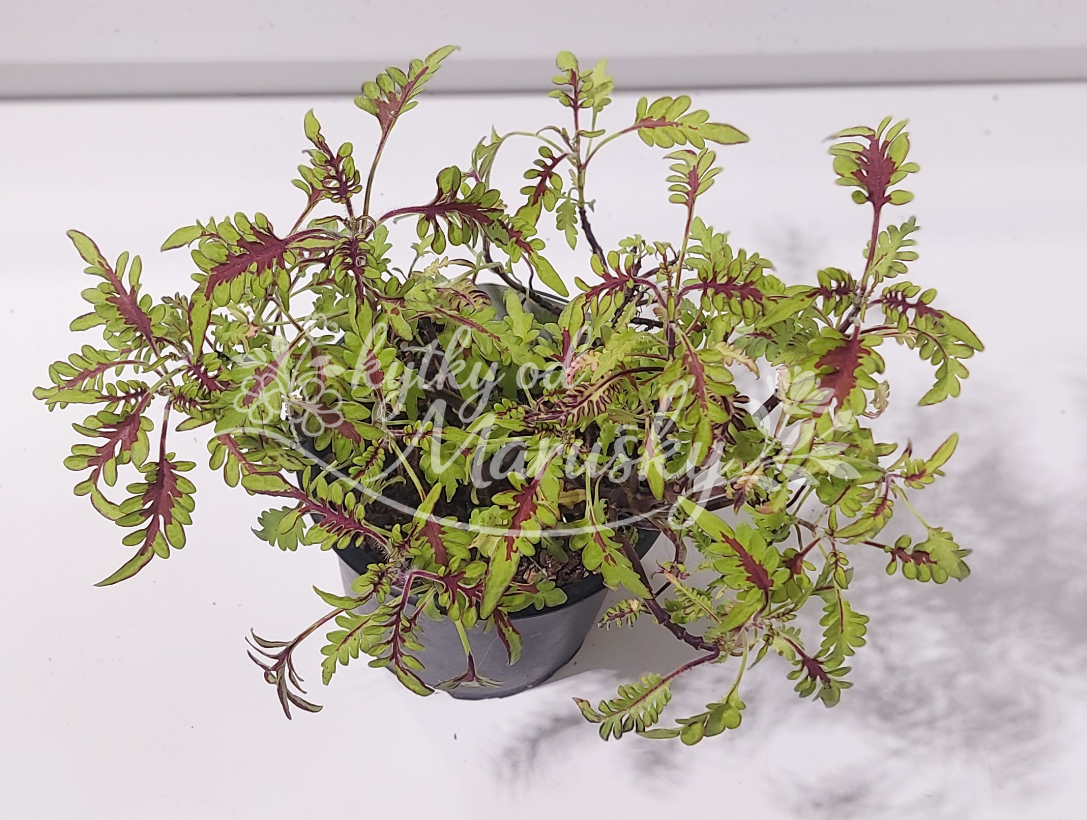 Africká kopřiva - Coleus