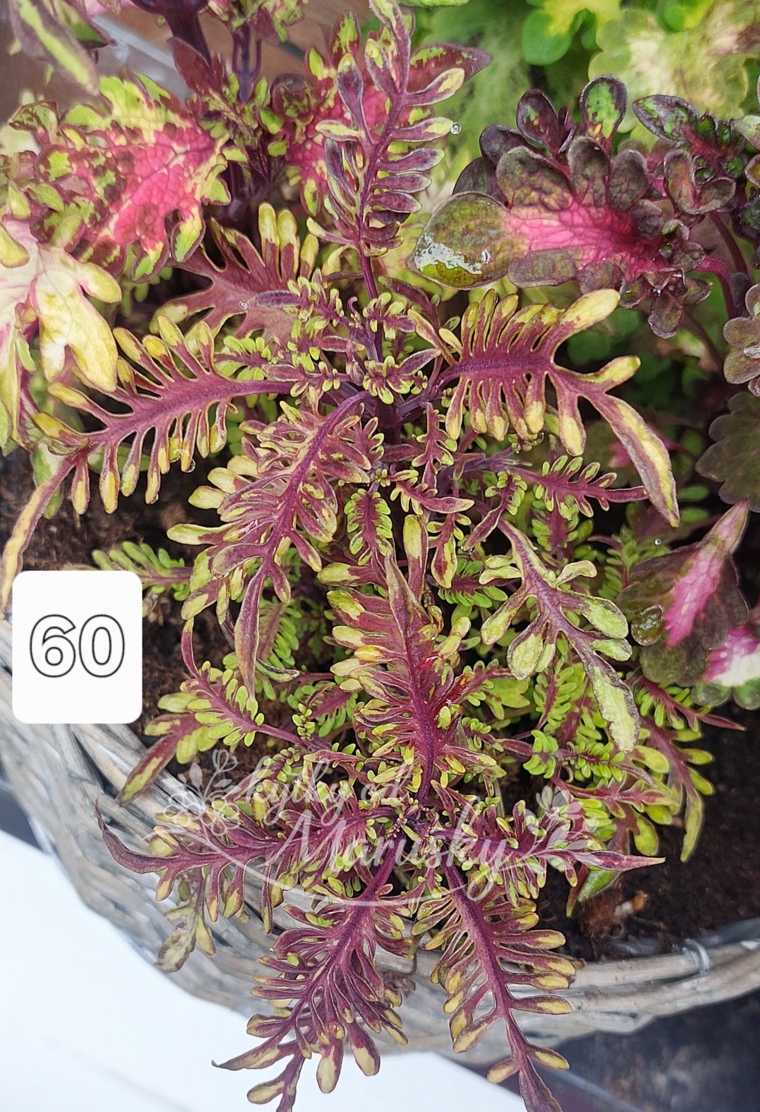 Africká kopřiva - Coleus