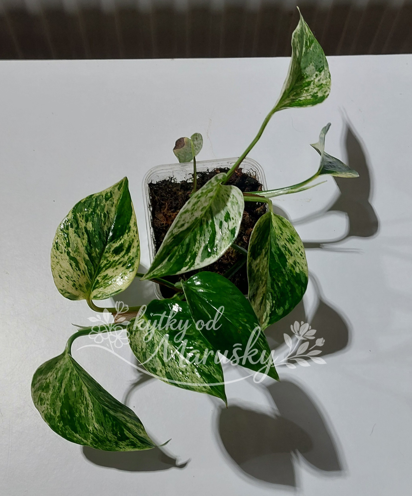 Epipremnum aureum - Marble Queen