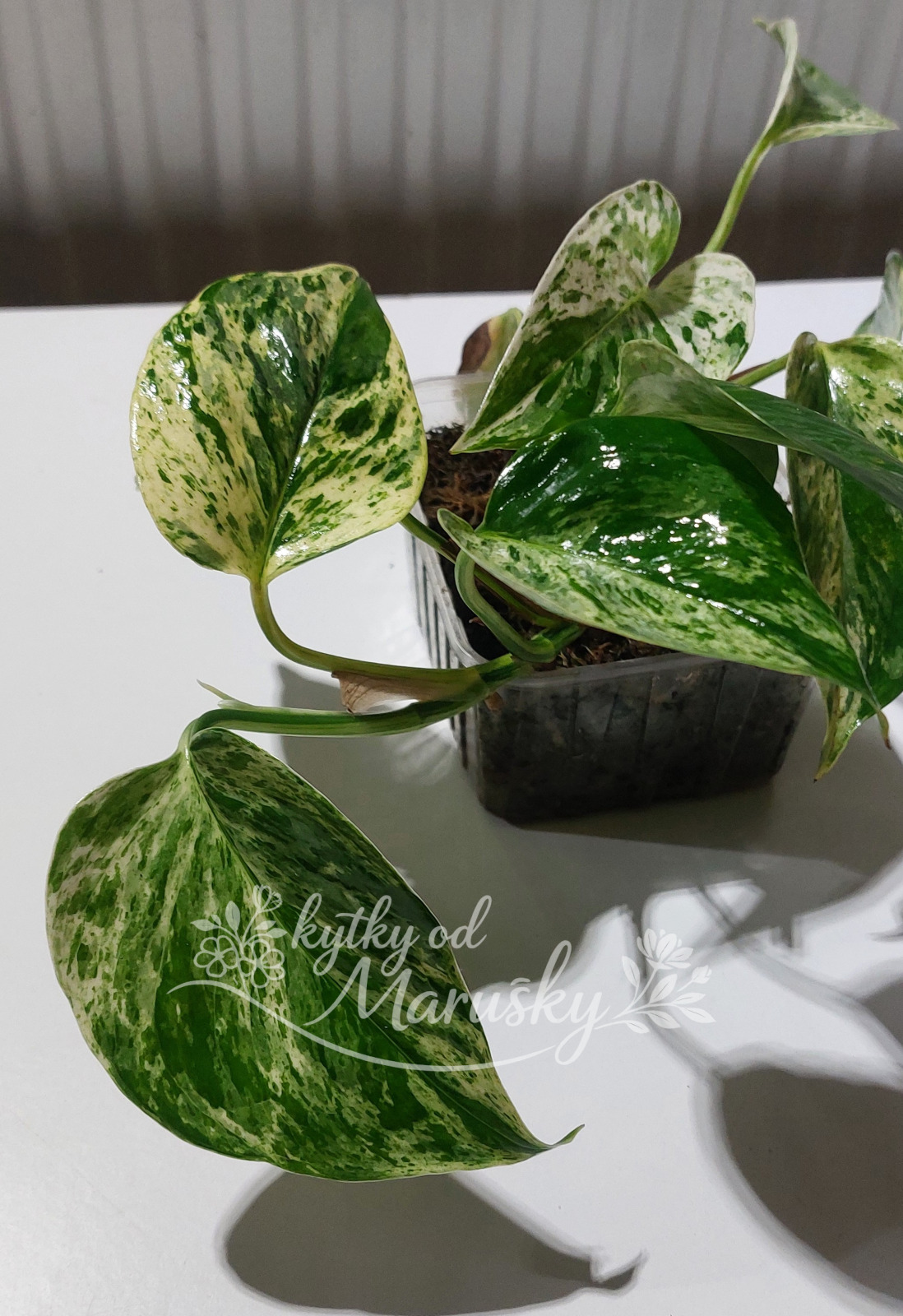 Epipremnum aureum - Marble Queen