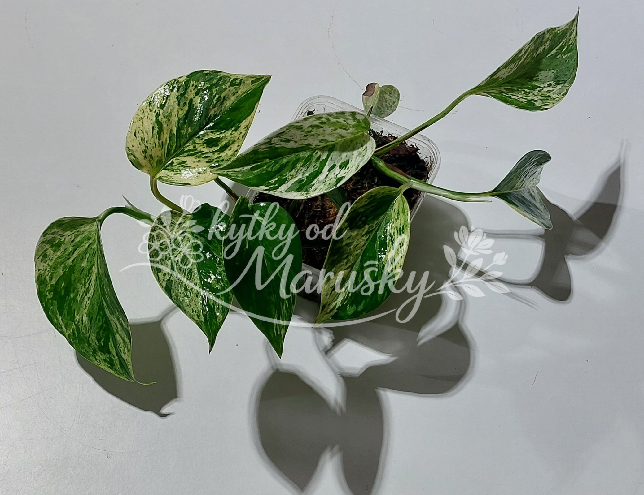 Epipremnum aureum - Marble Queen