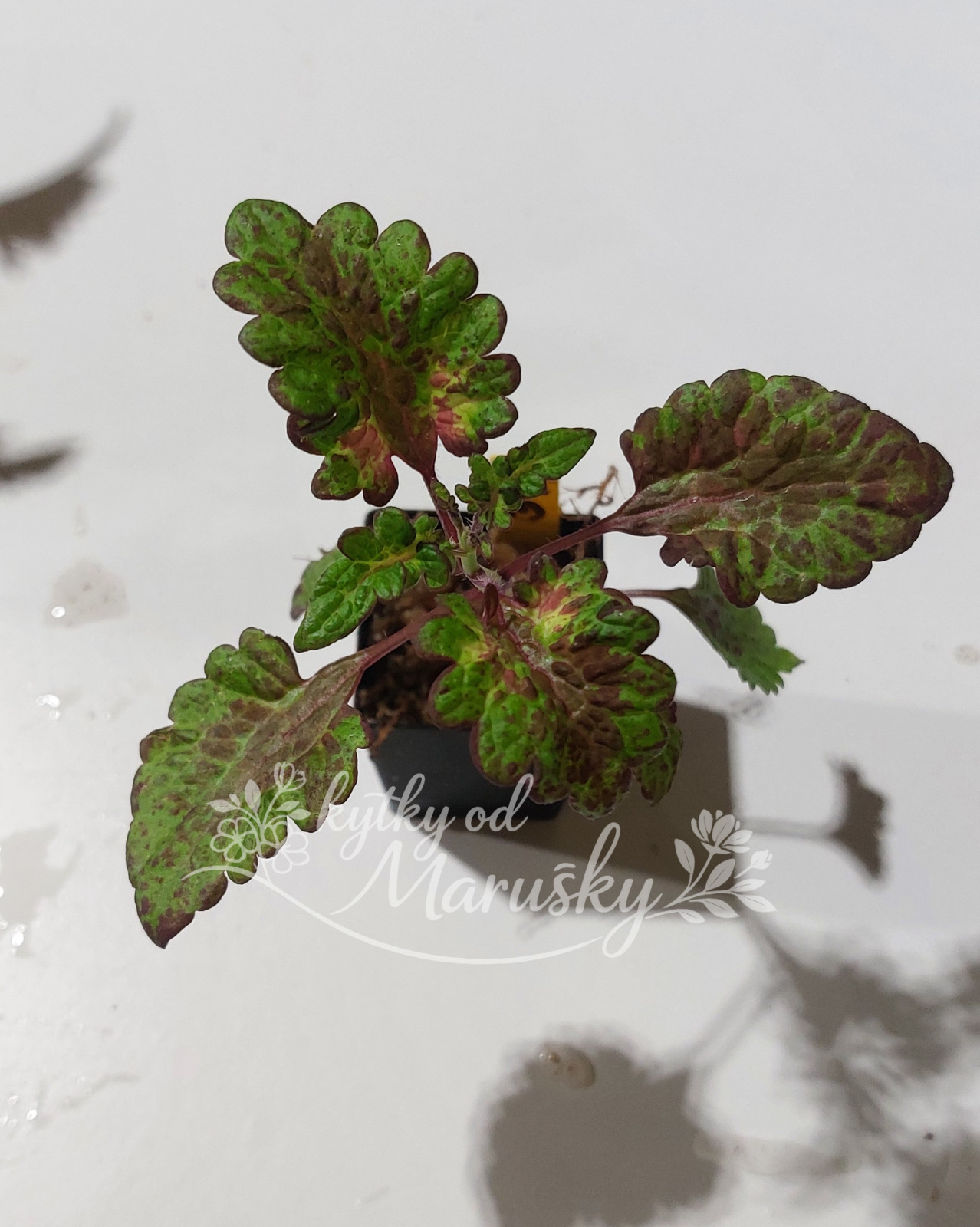 Africká kopřiva - Coleus