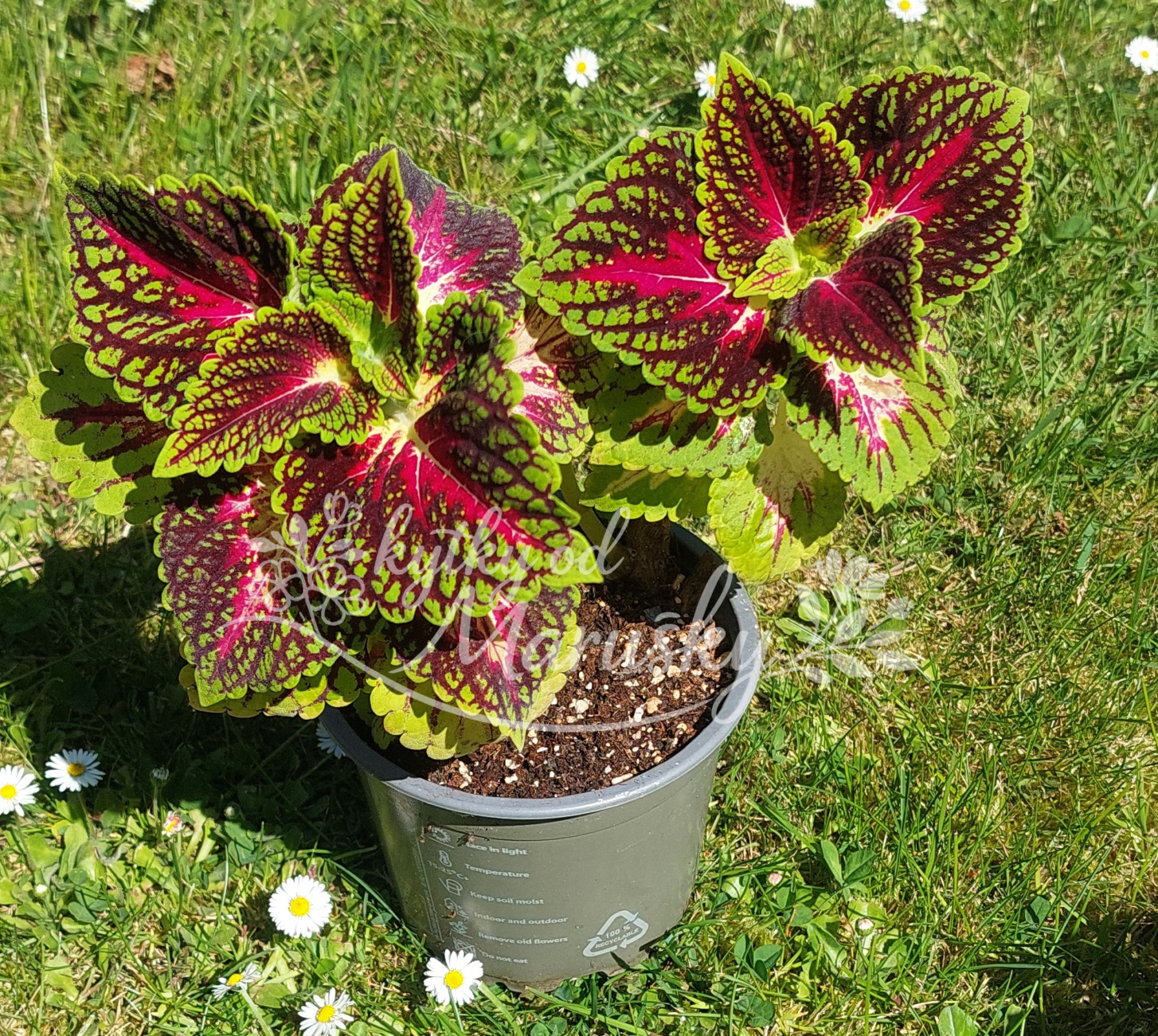 Africká kopřiva - Coleus