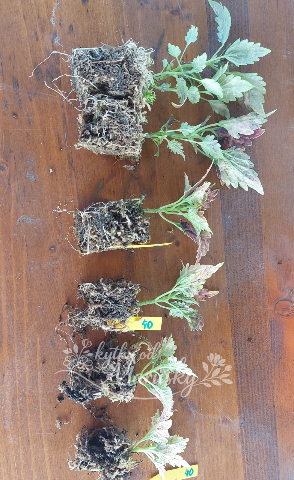 Africká kopřiva - Coleus NN40