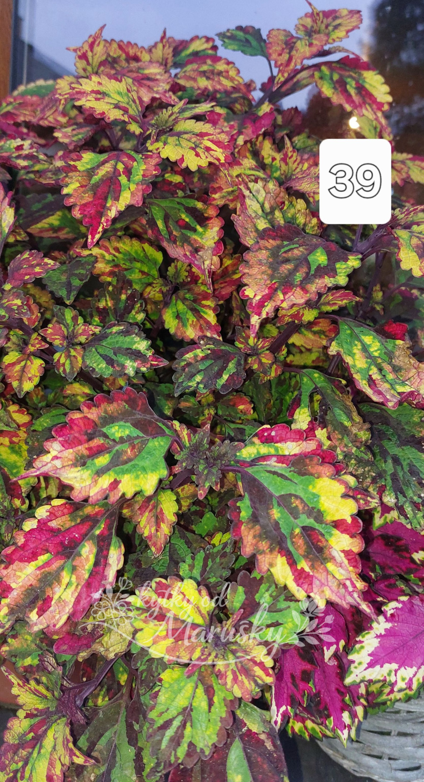 Africká kopřiva - Coleus NN39