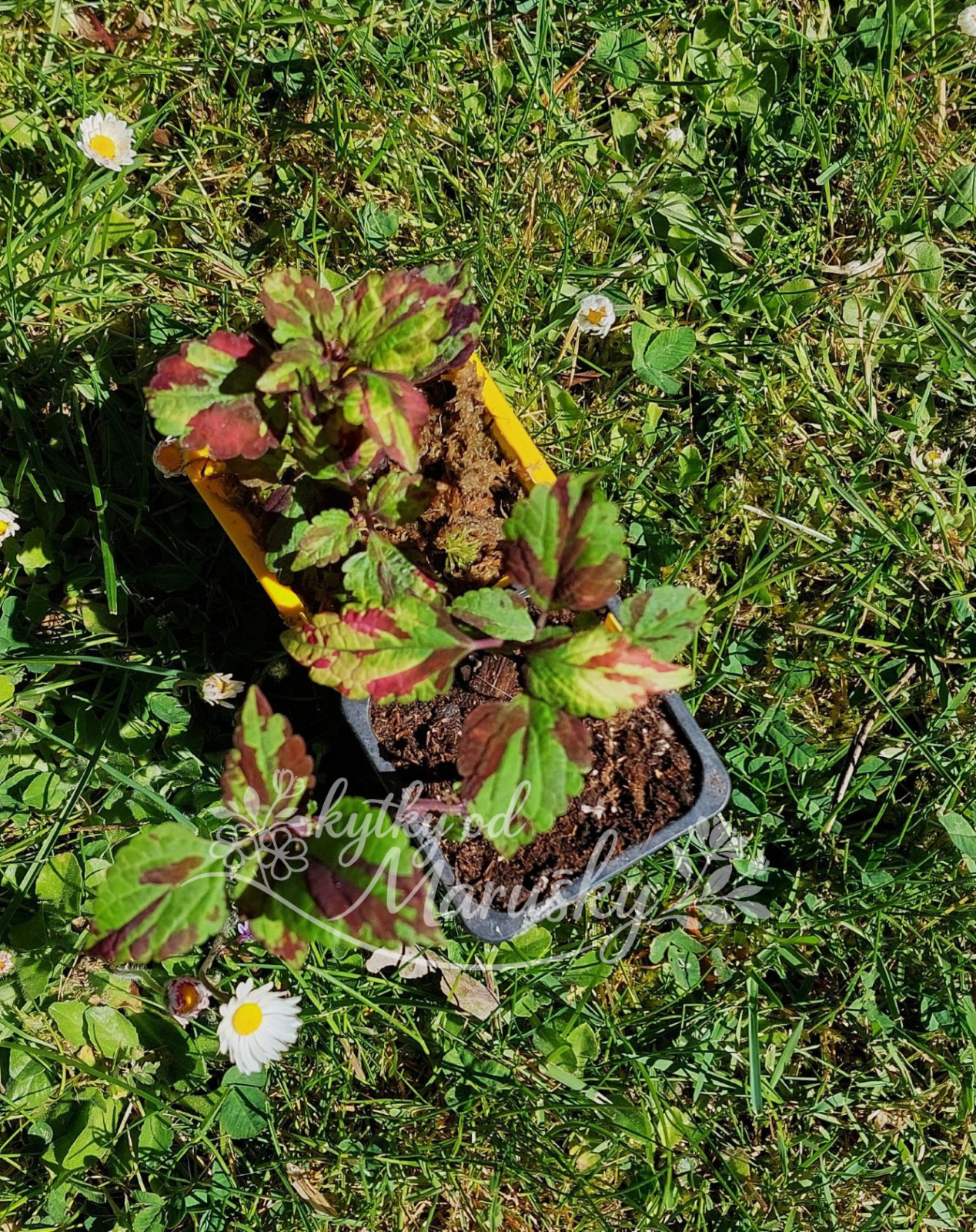 Africká kopřiva - Coleus NN39