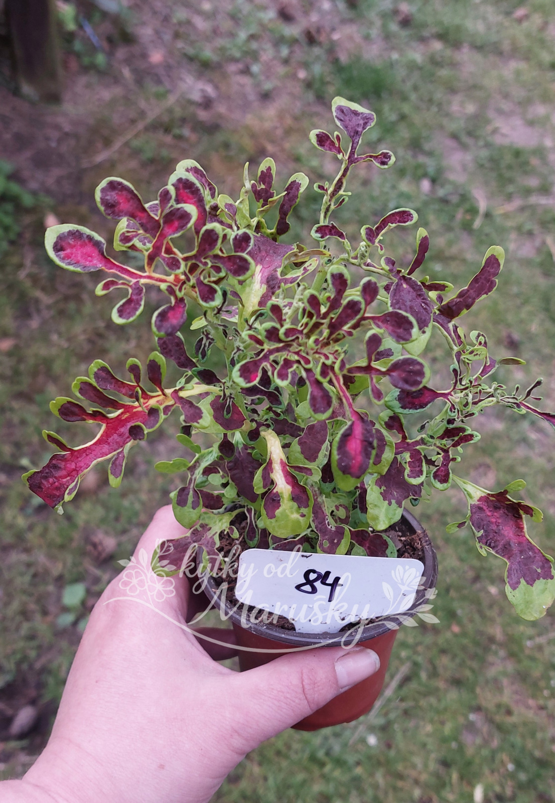 Africká kopřiva - Coleus NN84