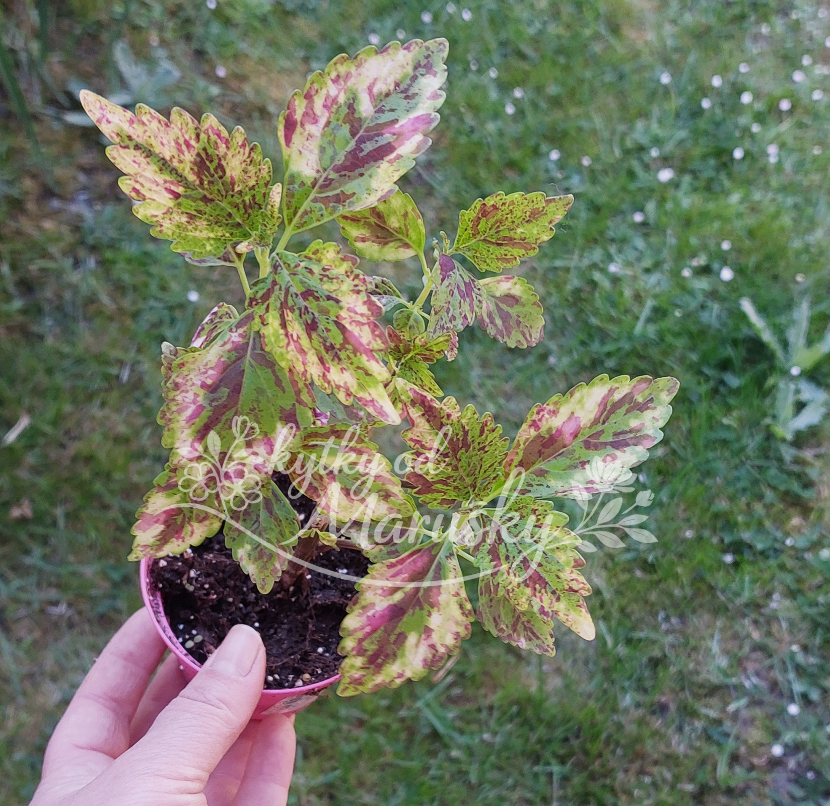 Africká kopřiva - Coleus NN85