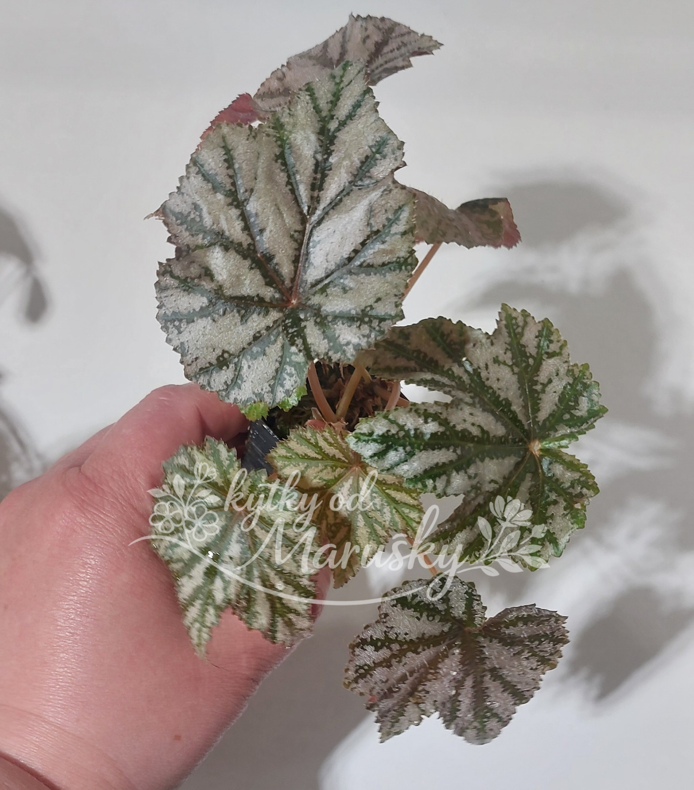 Begonia Gryphon