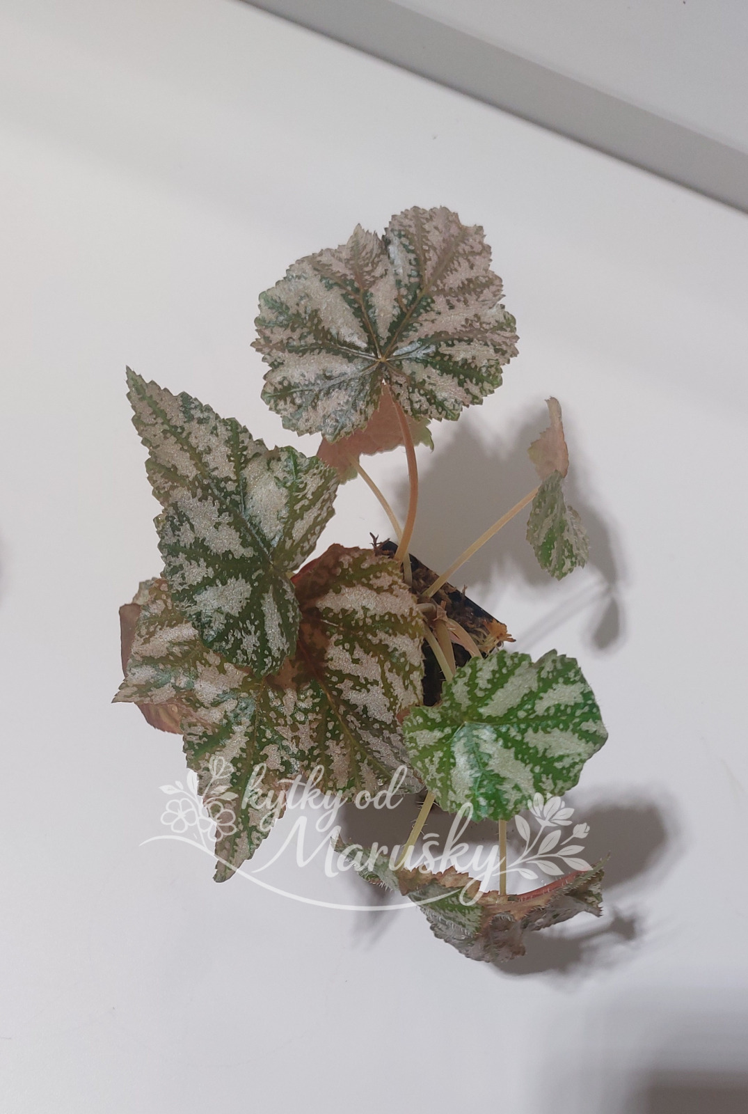 Begonia Gryphon
