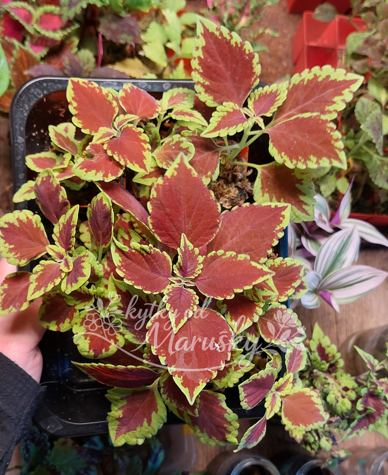 Africká kopřiva - Coleus NN58