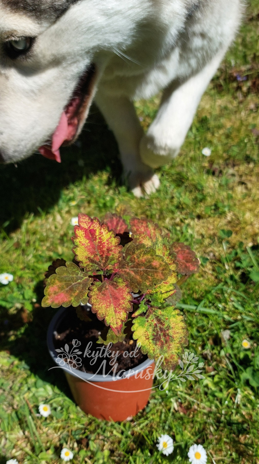 Africká kopřiva - Coleus NN46