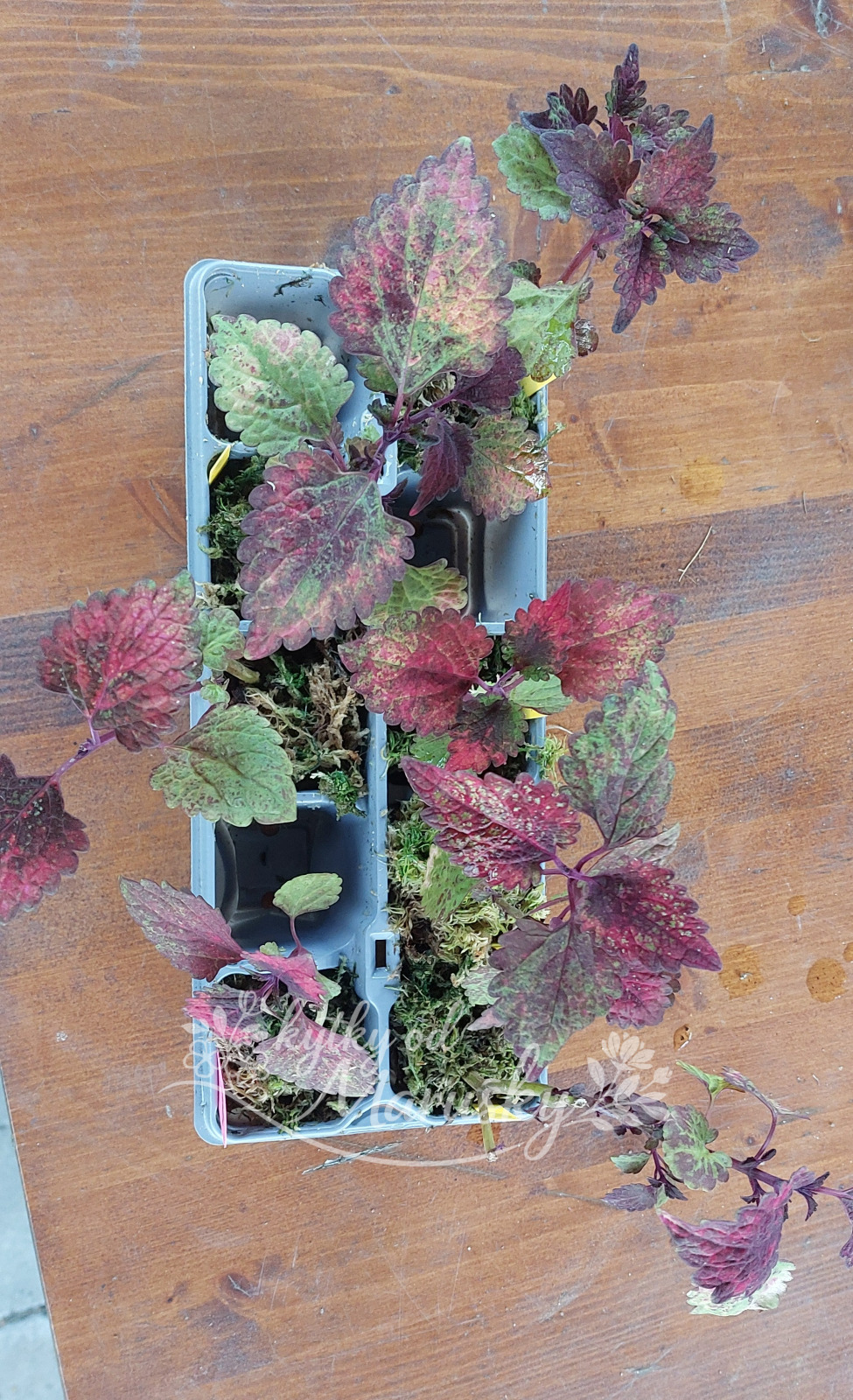 Africká kopřiva - Coleus NN46