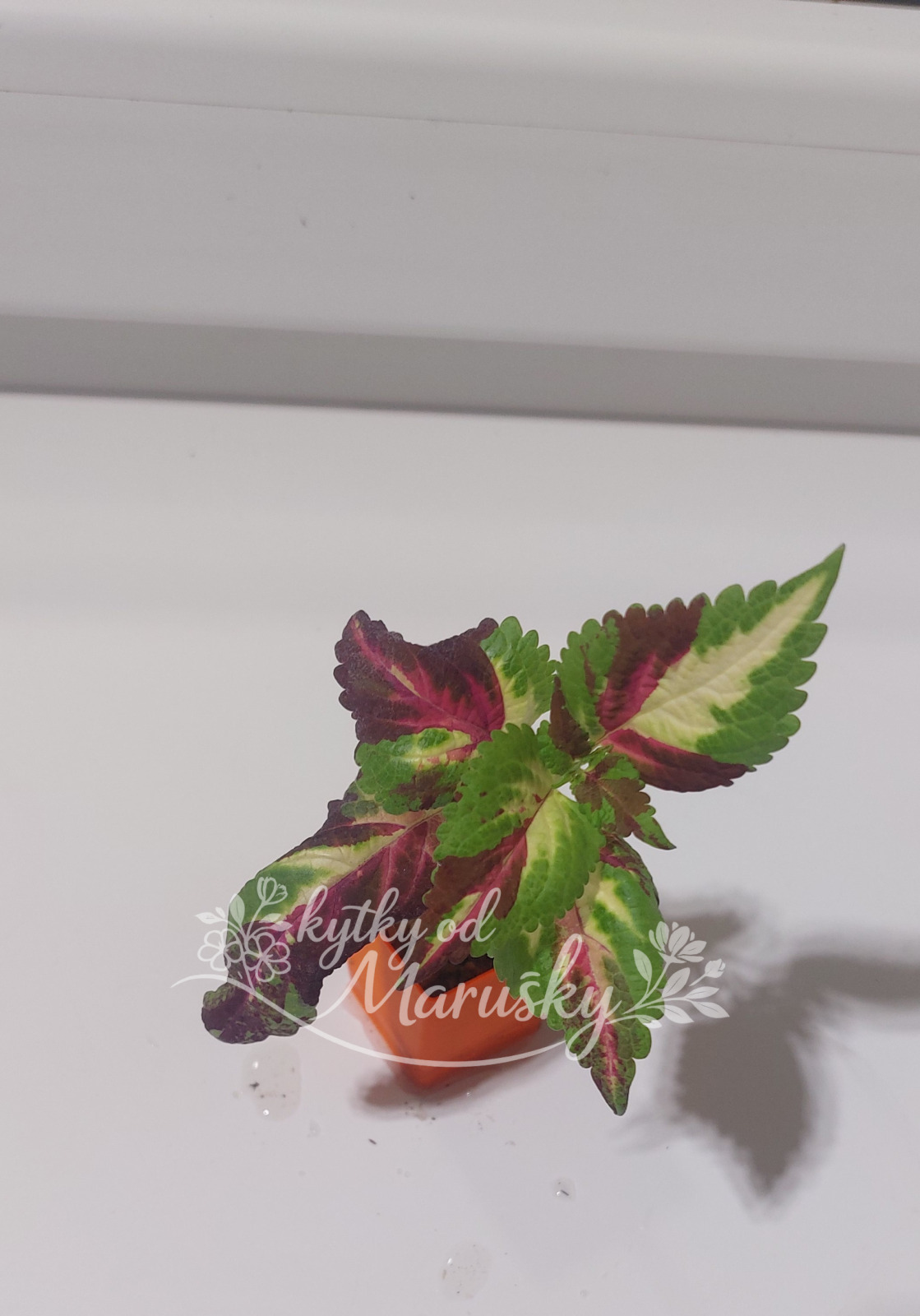 Coleus - Africká kopřiva NN1